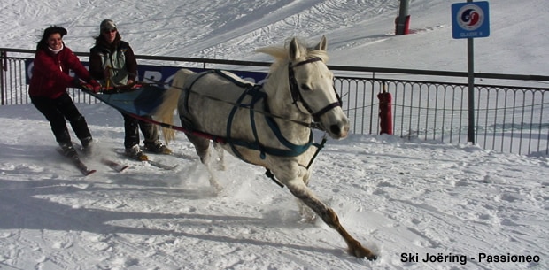 Le ski joëring : ski tracté par un cheval