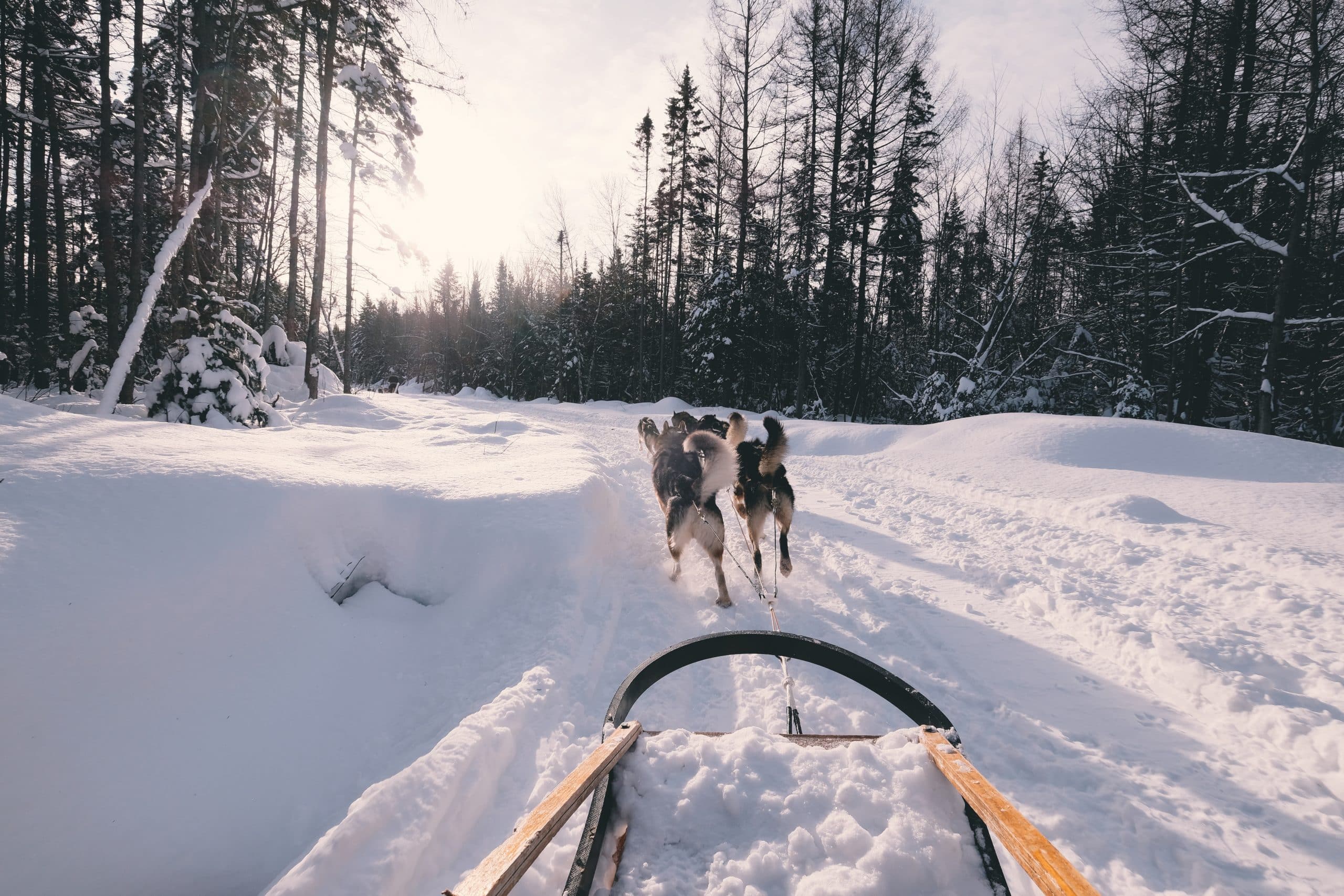 Randonnée chiens de traîneau dans le Jura