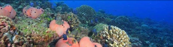 Plongée sur la grande barrière de corail