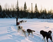 Randonnée en chiens de traîneaux au Canada