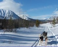 Randonnée en chiens de traîneaux au Canada